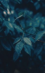 Превью обои листья, ветки, мокрый, дождь, капли
