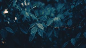 Превью обои листья, ветки, мокрый, дождь, капли