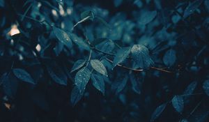 Превью обои листья, ветки, мокрый, дождь, капли