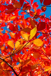 Превью обои листья, ветки, осень, солнечный