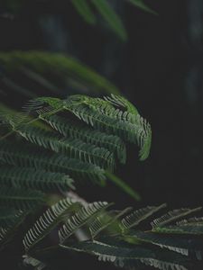 Превью обои листья, ветки, папоротник, зеленый, темный