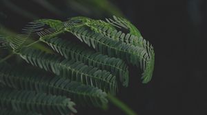 Превью обои листья, ветки, папоротник, зеленый, темный