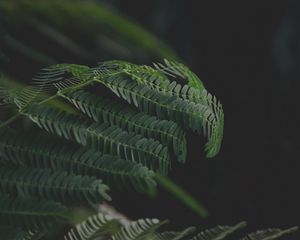 Превью обои листья, ветки, папоротник, зеленый, темный
