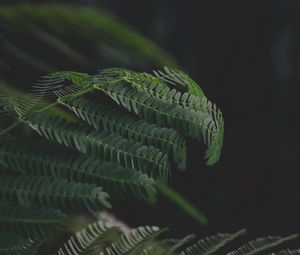 Превью обои листья, ветки, папоротник, зеленый, темный