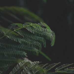 Превью обои листья, ветки, папоротник, зеленый, темный