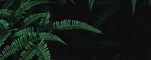 Превью обои листья, ветки, папоротник, растение