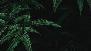 Превью обои листья, ветки, папоротник, растение