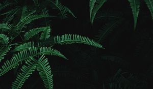 Превью обои листья, ветки, папоротник, растение