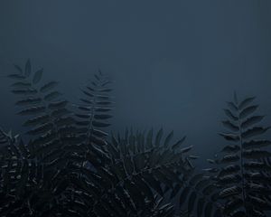 Превью обои листья, ветки, растение, темный