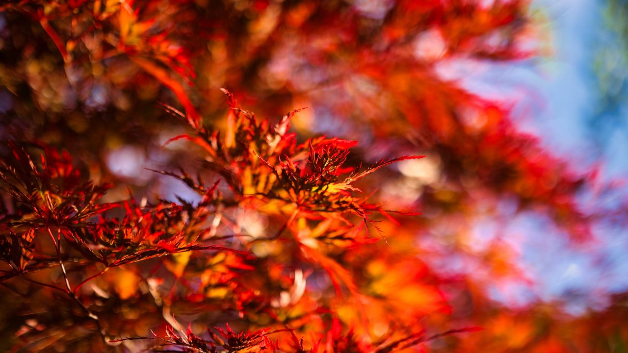Обои листья, ветки, размытие, осень, красный