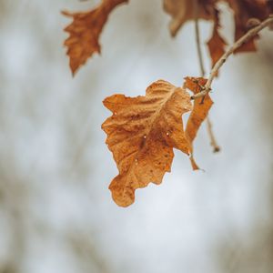 Превью обои листья, ветки, сухой, осень, макро