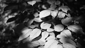 Превью обои листья, ветки, свет, тень, макро, черно-белый