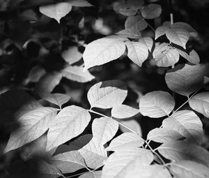 Превью обои листья, ветки, свет, тень, макро, черно-белый