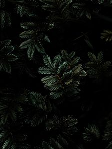 Превью обои листья, ветки, темный, зеленый, растение