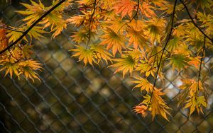 Превью обои листья, ветки, забор, макро, осень