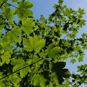 Превью обои листья, ветки, зеленый, небо, дерево