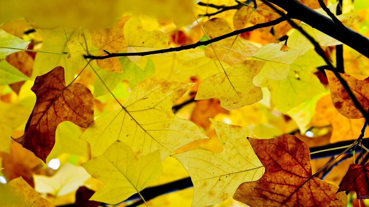Обои листья, ветви, осень, желтые, сухие