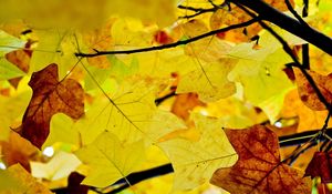 Превью обои листья, ветви, осень, желтые, сухие