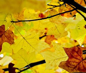 Превью обои листья, ветви, осень, желтые, сухие