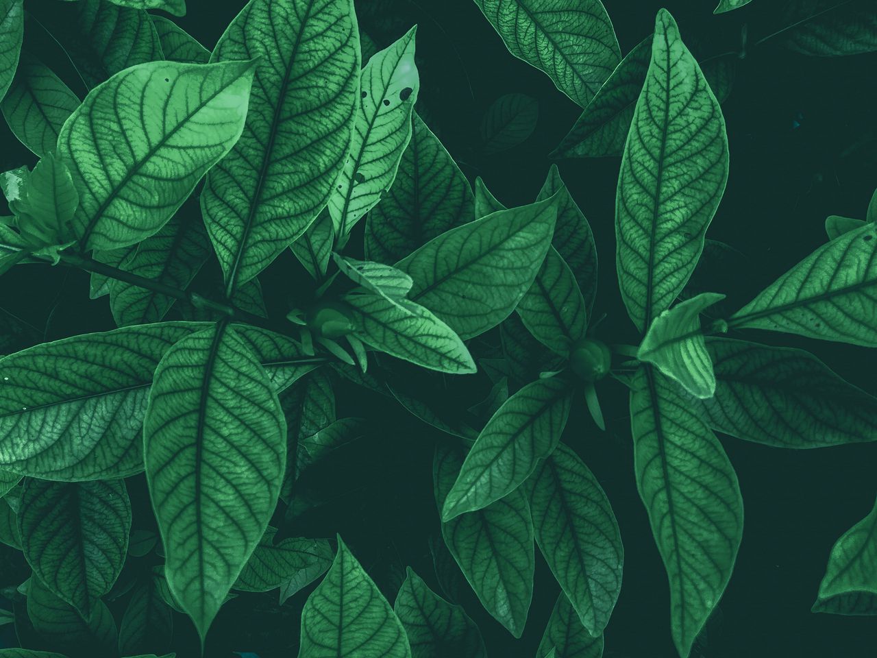 Арты листья зеленые по одному