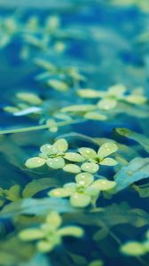 Превью обои листья, вода, капли, макро, подводный