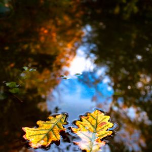 Превью обои листья, вода, отражение, макро