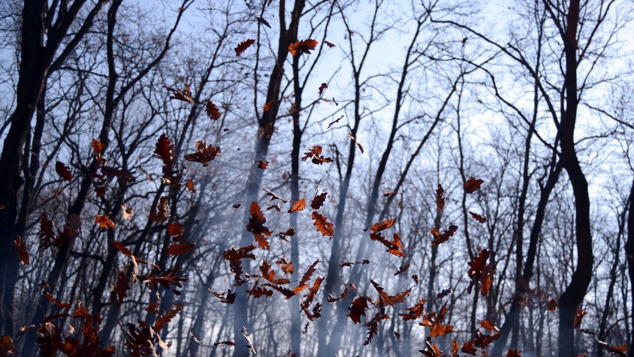 Обои листья, ворох, туман, лес, осень, ветер