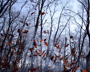 Превью обои листья, ворох, туман, лес, осень, ветер