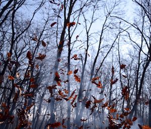 Превью обои листья, ворох, туман, лес, осень, ветер