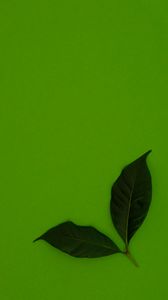 Превью обои листья, зеленый, фон