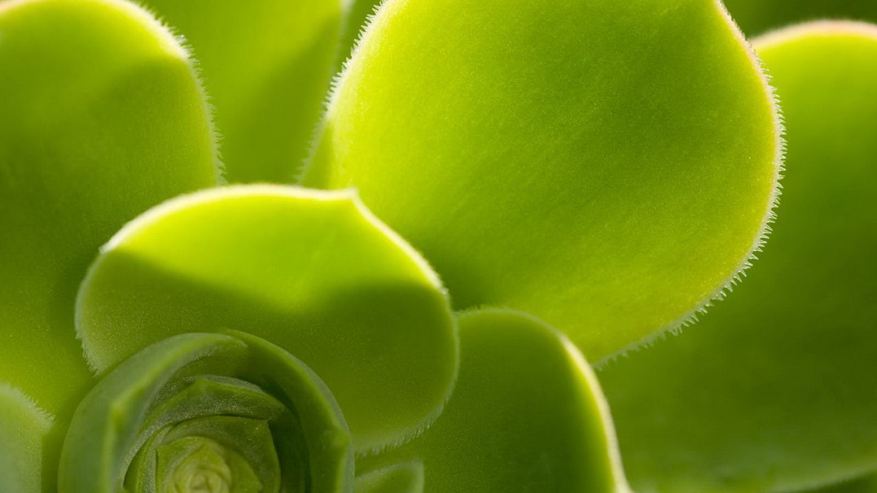 Обои листья, зеленый, форма, растение