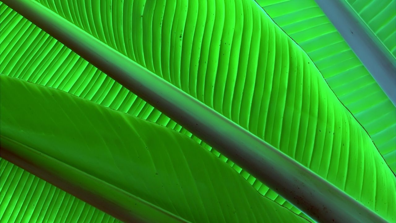Обои листья, зеленый, яркий, форма