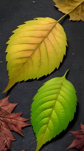 Превью обои листья, зеленый, коричневый, осень, арт