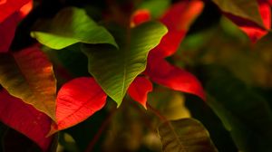 Превью обои листья, зеленый, красный, макро