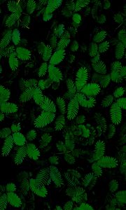 Превью обои листья, зеленый, крупным планом, растения