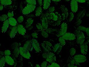 Превью обои листья, зеленый, крупным планом, растения