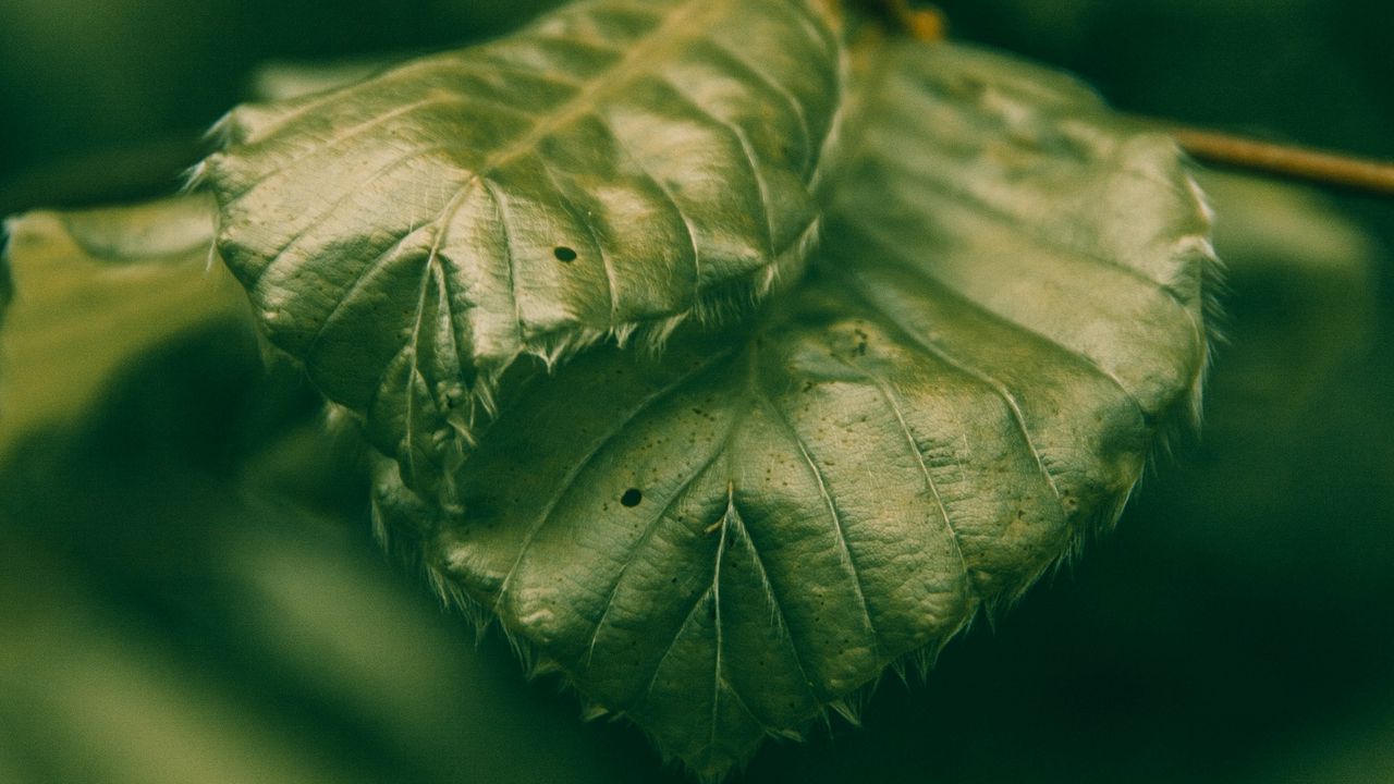 Обои листья, зеленый, макро, крупный план, растение