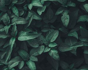 Превью обои листья, зеленый, растение