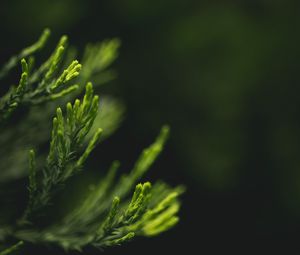 Превью обои листья, зеленый, размытость, макро, крупным планом