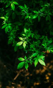 Превью обои листья, зеленый, резной, ветки, растение, размытость