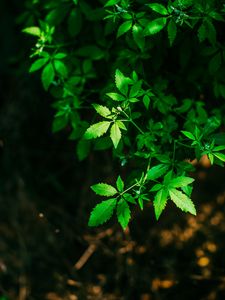 Превью обои листья, зеленый, резной, ветки, растение, размытость