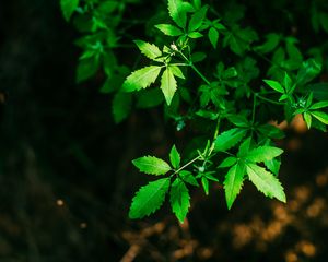 Превью обои листья, зеленый, резной, ветки, растение, размытость