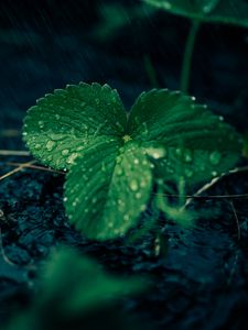 Превью обои листья, земляника, капли, дождь, вода, макро