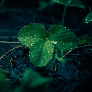 Превью обои листья, земляника, капли, дождь, вода, макро