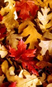 Превью обои листья, желтые, красные, дуб, клен, осень