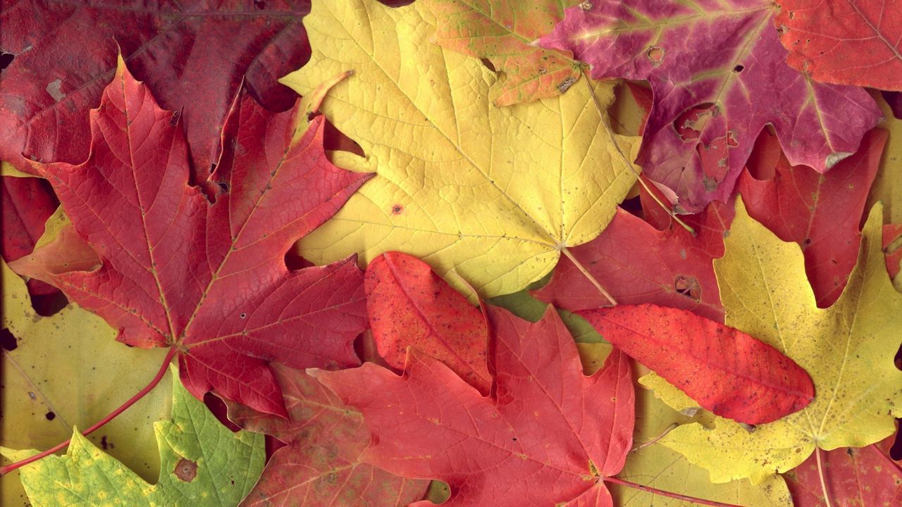 Обои листья, желтые, красные, осень, клен, жилки