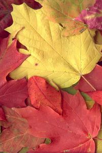 Превью обои листья, желтые, красные, осень, клен, жилки