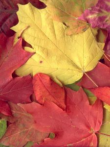 Превью обои листья, желтые, красные, осень, клен, жилки