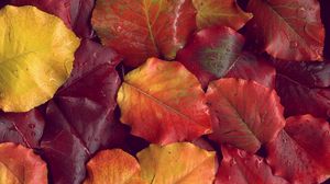 Превью обои листья, желтые, красные, осень, после дождя
