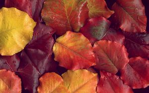 Превью обои листья, желтые, красные, осень, после дождя